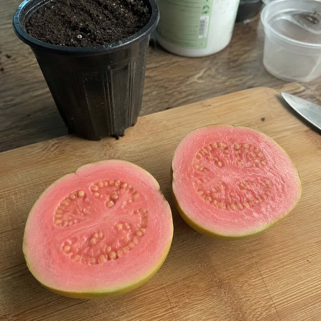 Guava Seeds