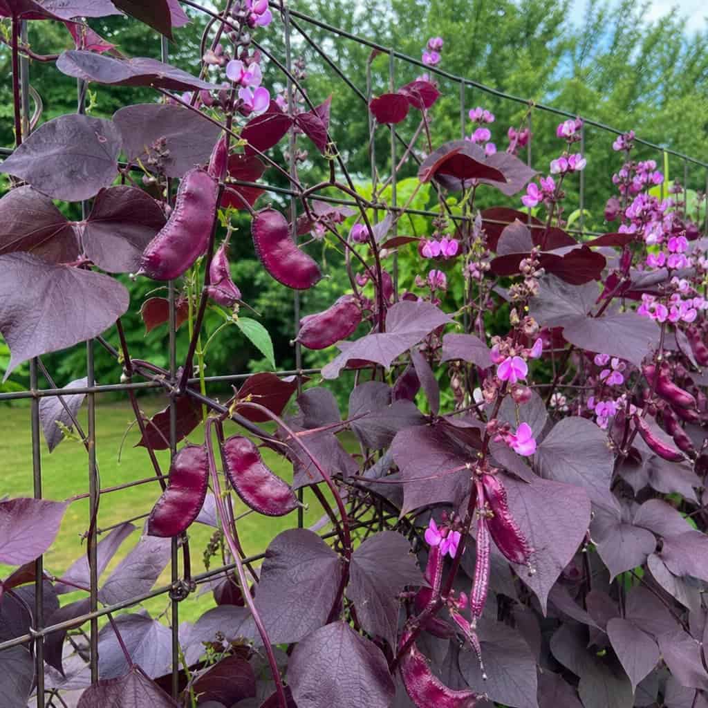 Hyacinth Bean Vine