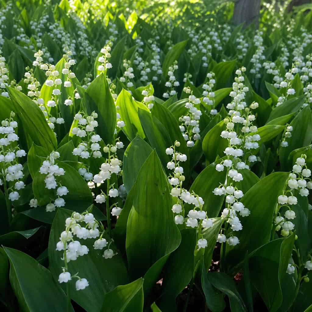 Lily of the Valley (Convallaria majalis)