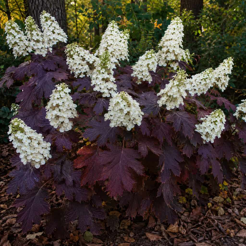 Oakleaf Hydrangea (Hydrangea quercifolia)