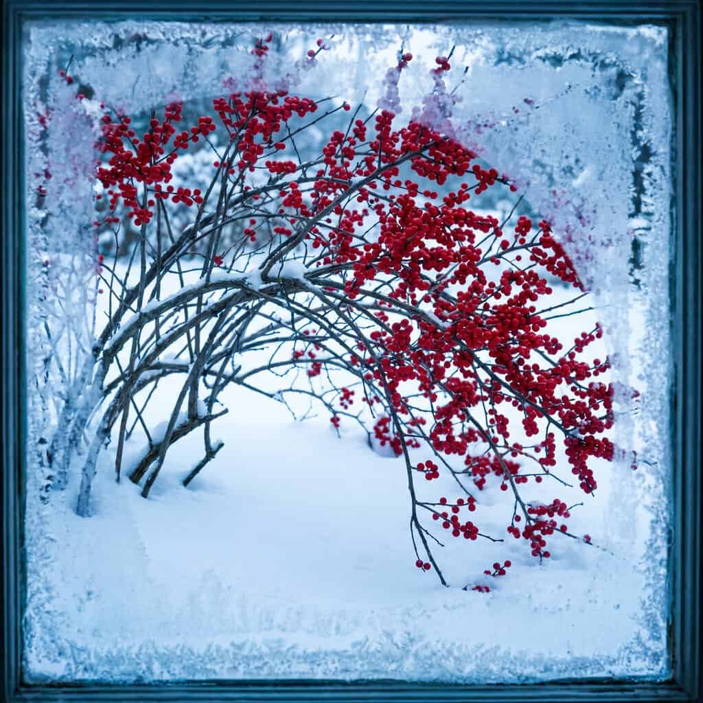 Winterberry Holly (Ilex verticillata)