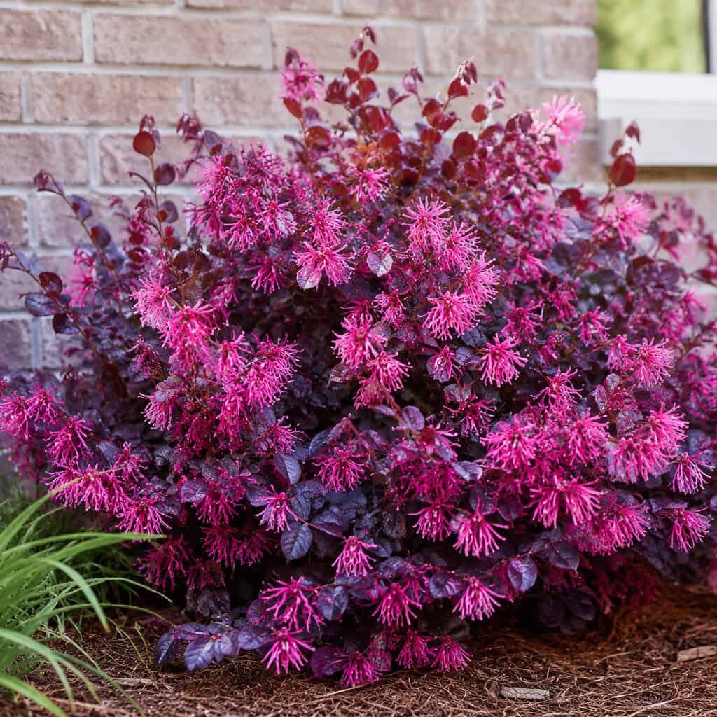 Chinese Fringe Flower (Loropetalum)