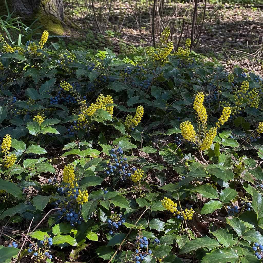 Creeping Oregon Grape (Mahonia repens)