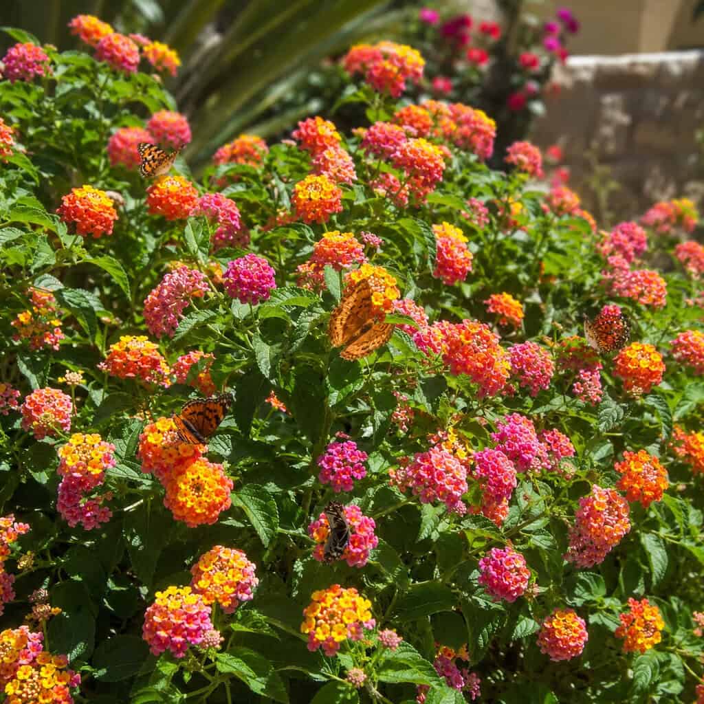 Lantana