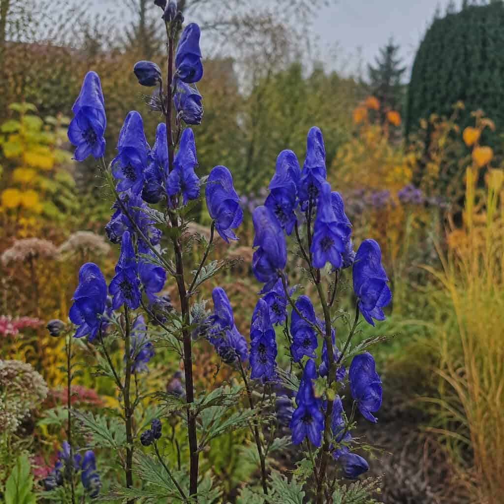 Monkshood (Aconitum)