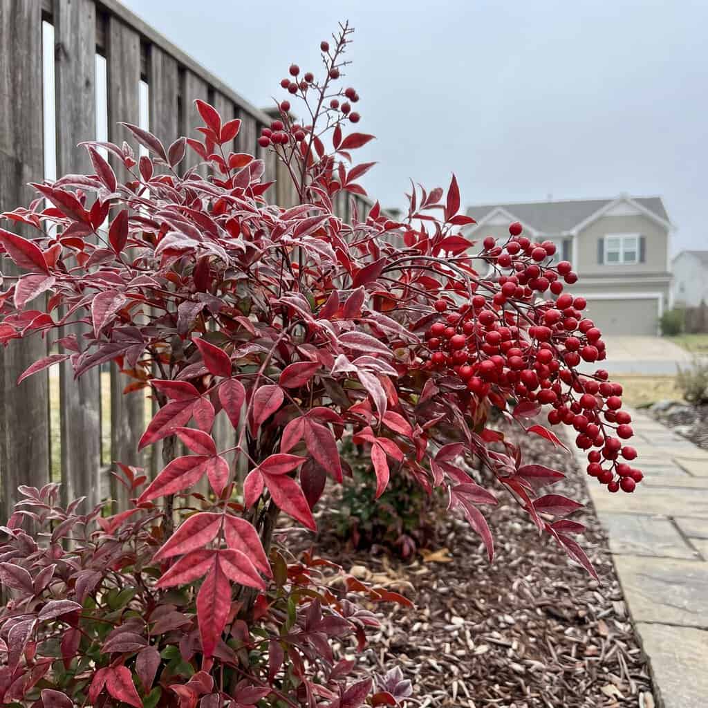 Nandina (Heavenly Bamboo)