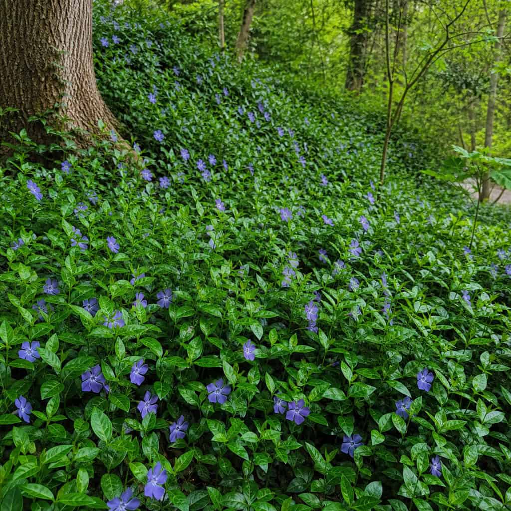 Periwinkle / Vinca (Vinca minor & major)