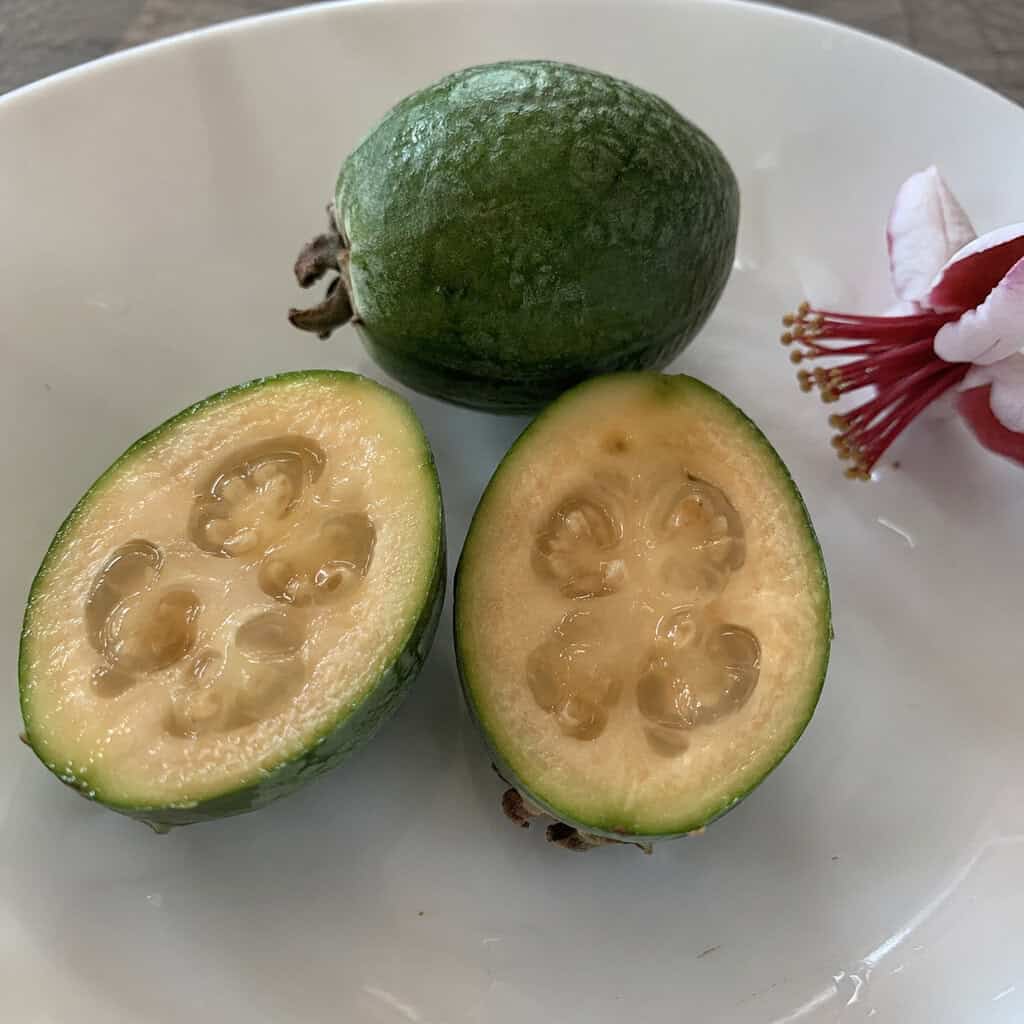 Pineapple Guava (Feijoa) Seeds