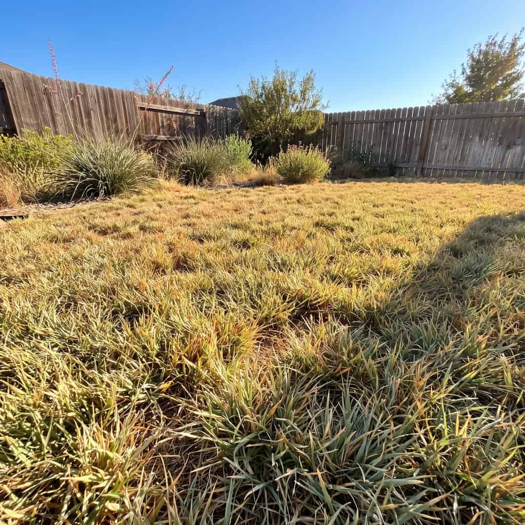 Buffalo Grass