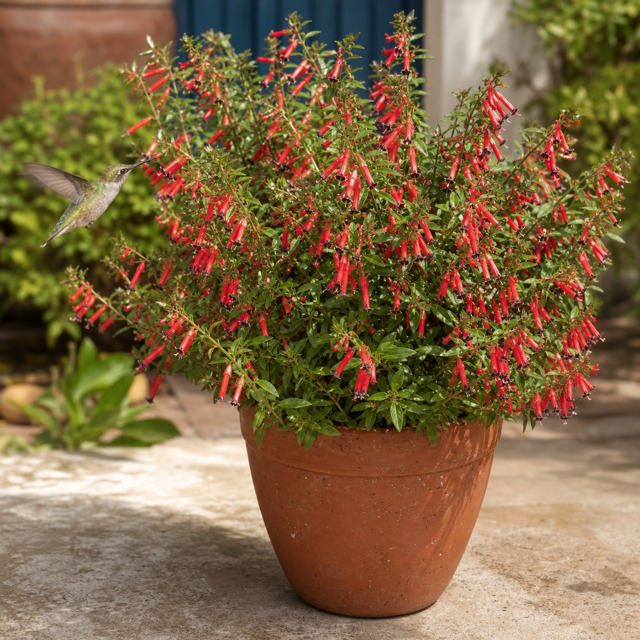 Cuphea (Firecracker Plant)