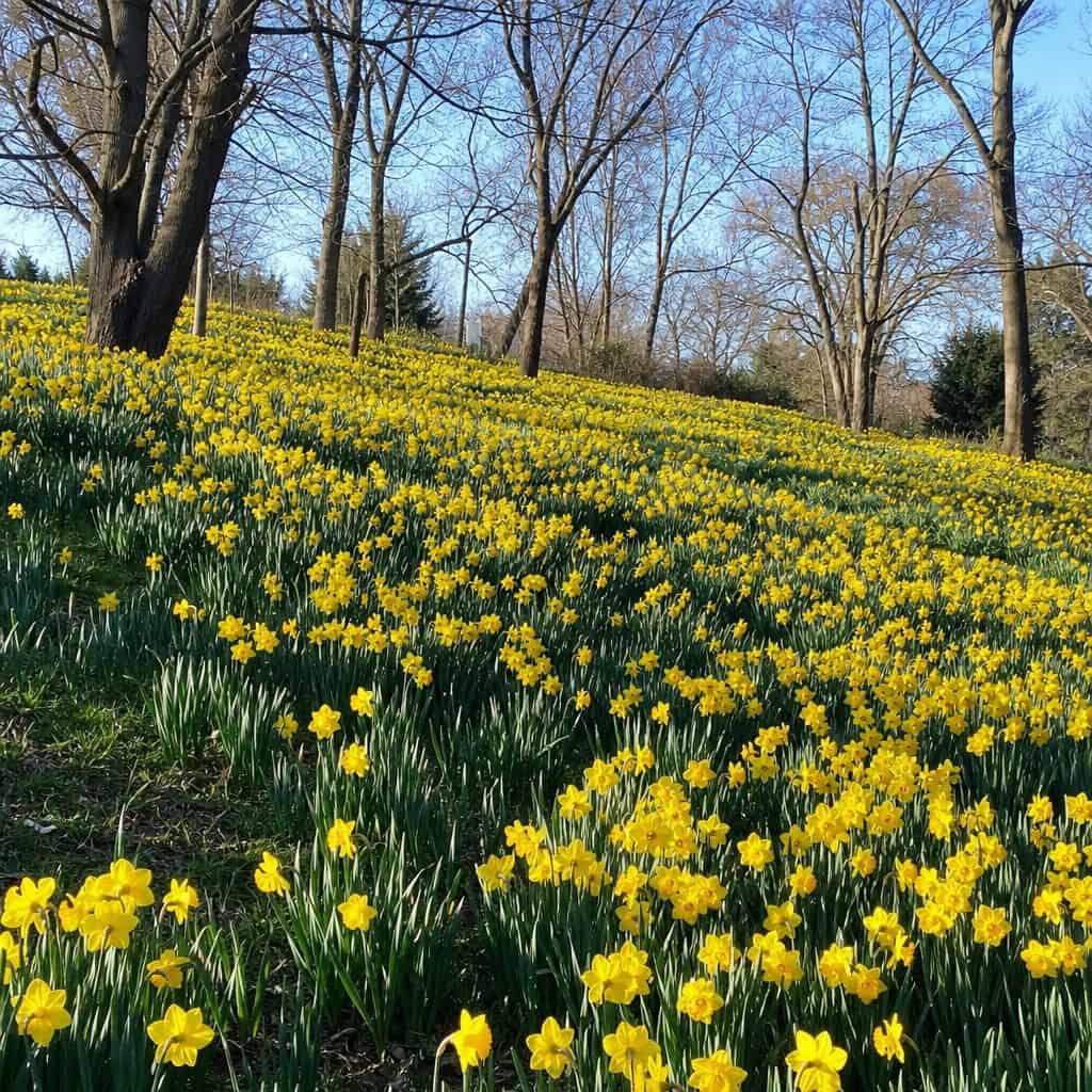 Daffodils