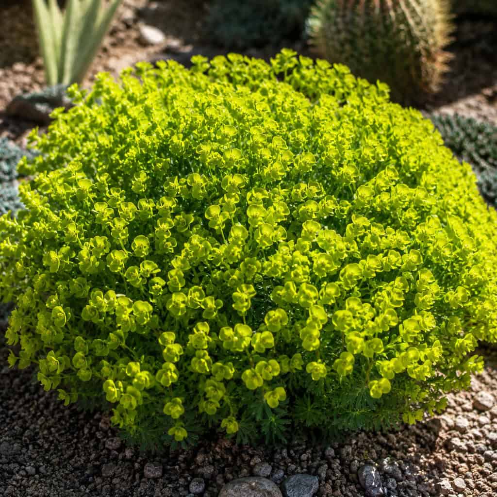 Euphorbia (Spurge)