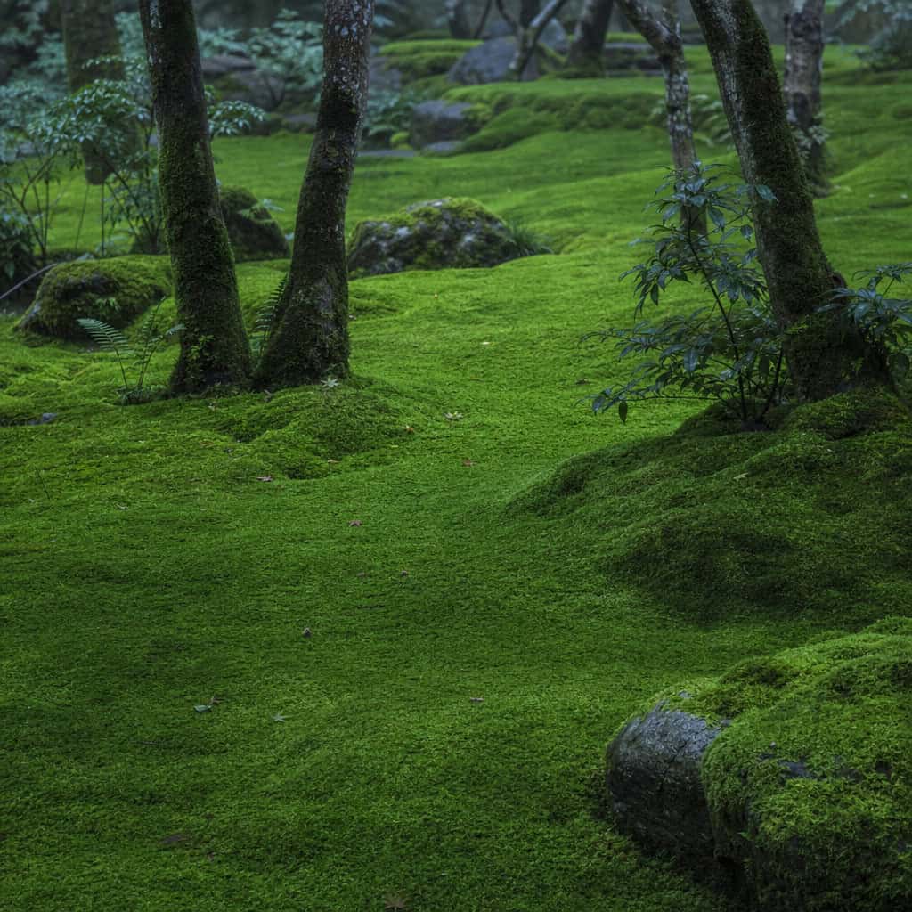 Moss (Sheet & Carpet Moss)