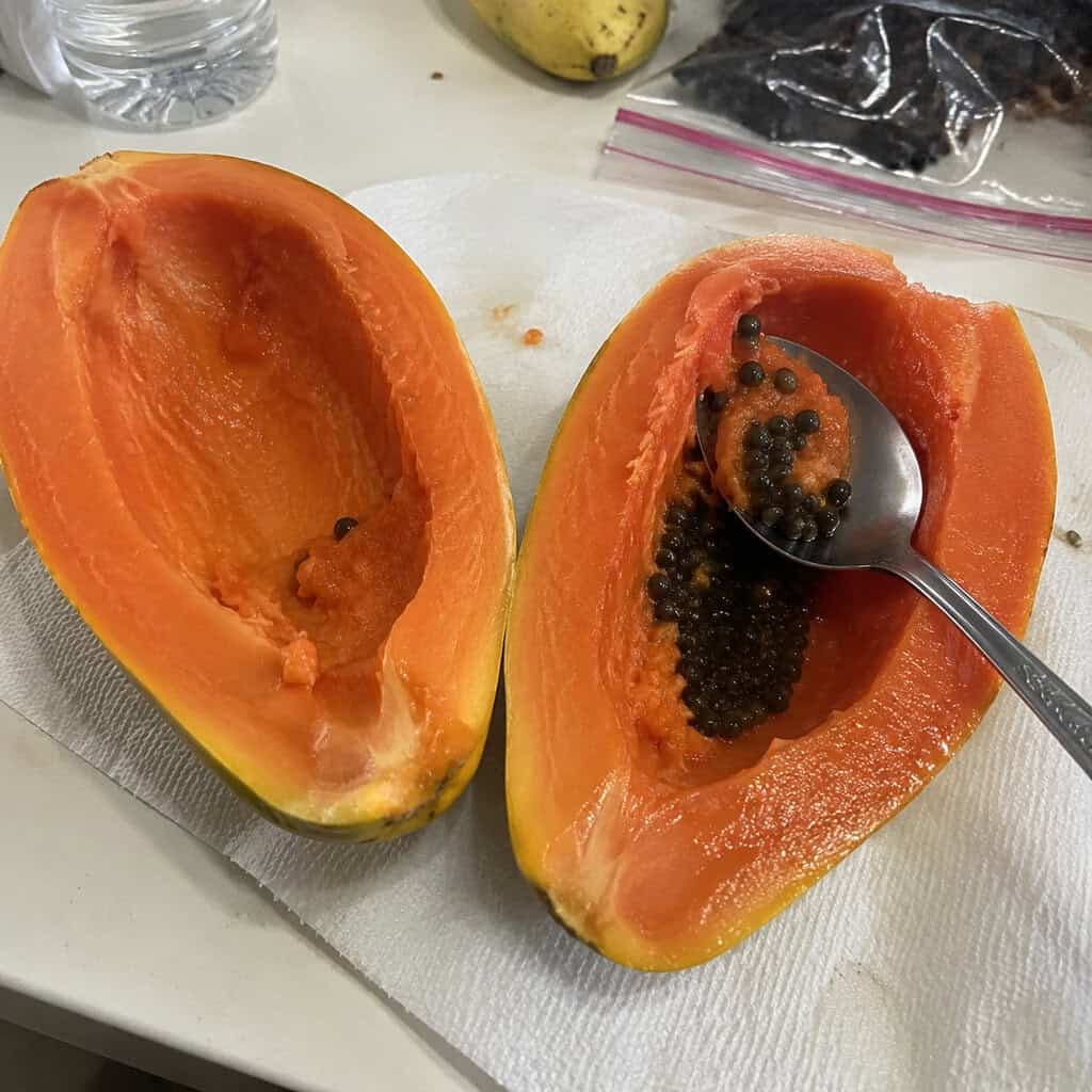 Papaya Seeds
