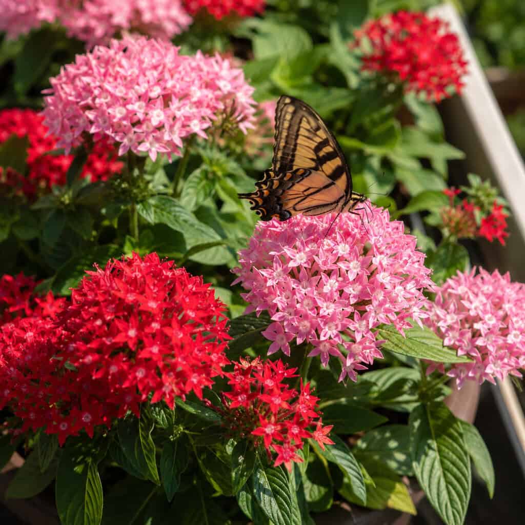 Pentas (Starflower)