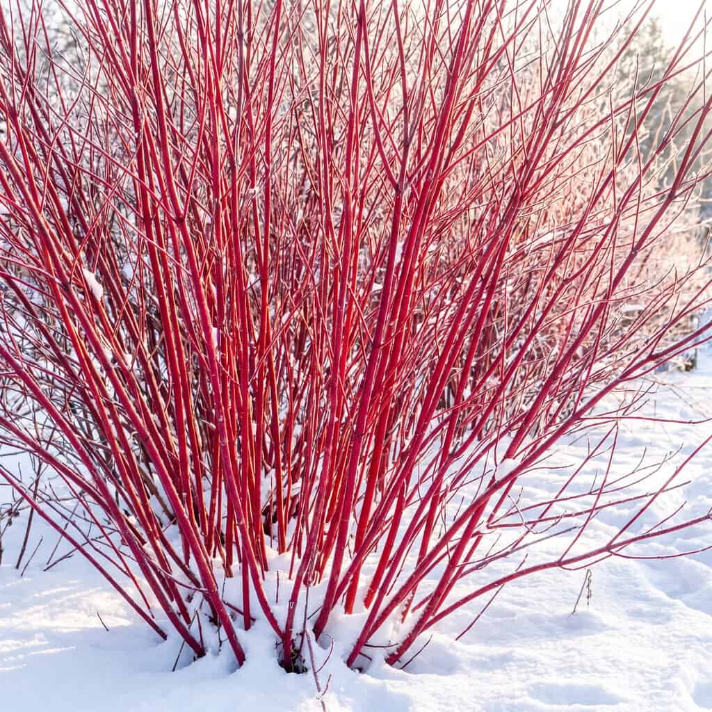 Redtwig / Redosier Dogwood (Cornus sericea)