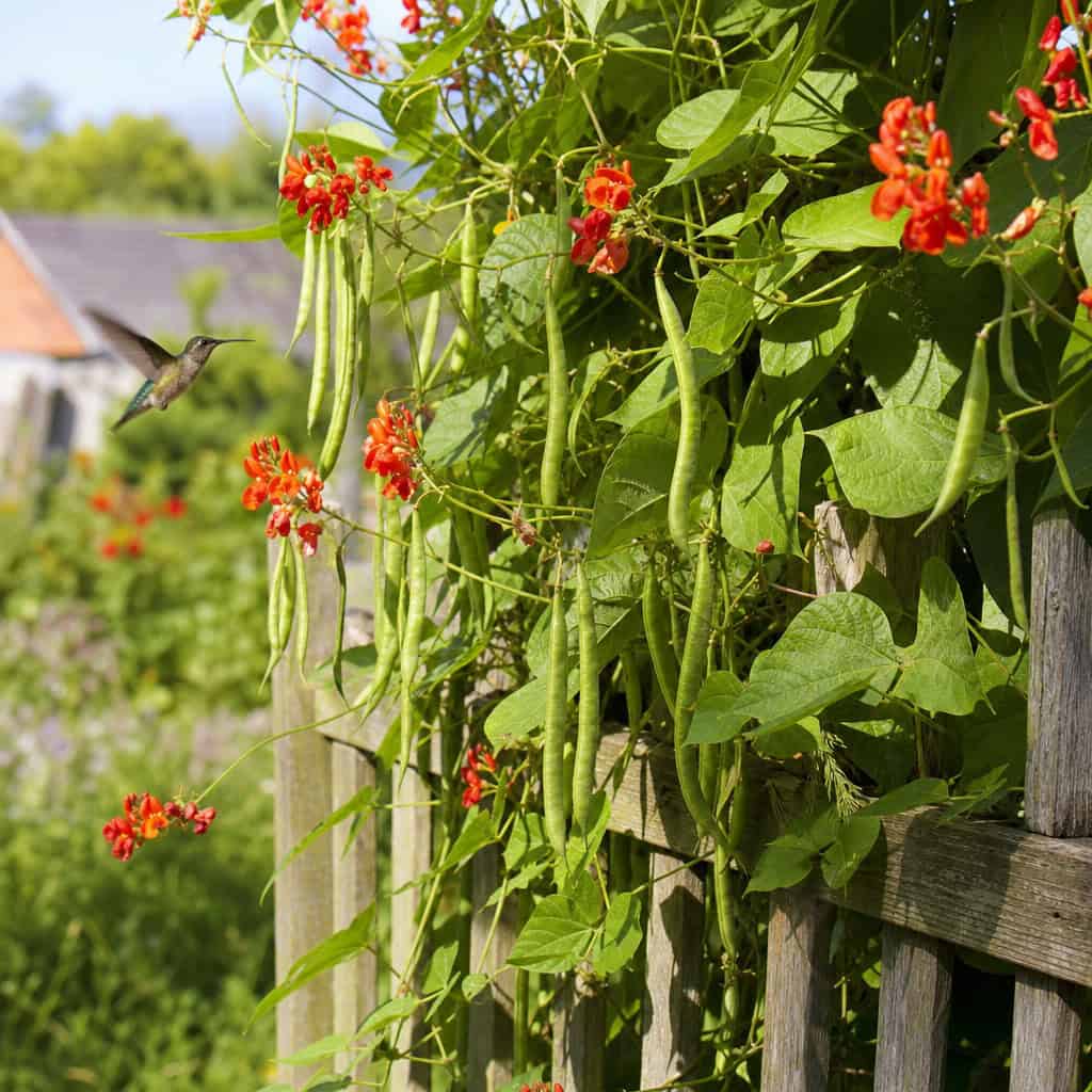 Scarlet Runner Bean