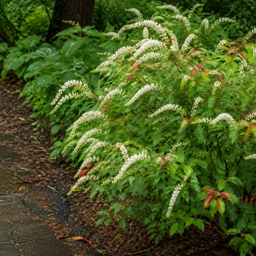 Sweetspire (Itea virginica)