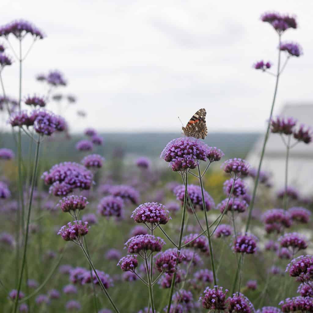 Brazilian Verbena (Verbena bonariensis)