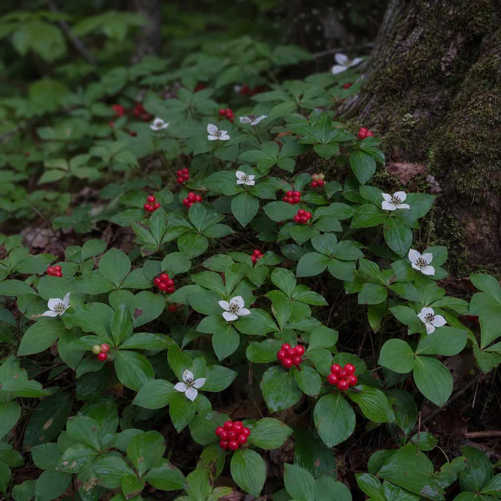 Bunchberry (Creeping Dogwood)