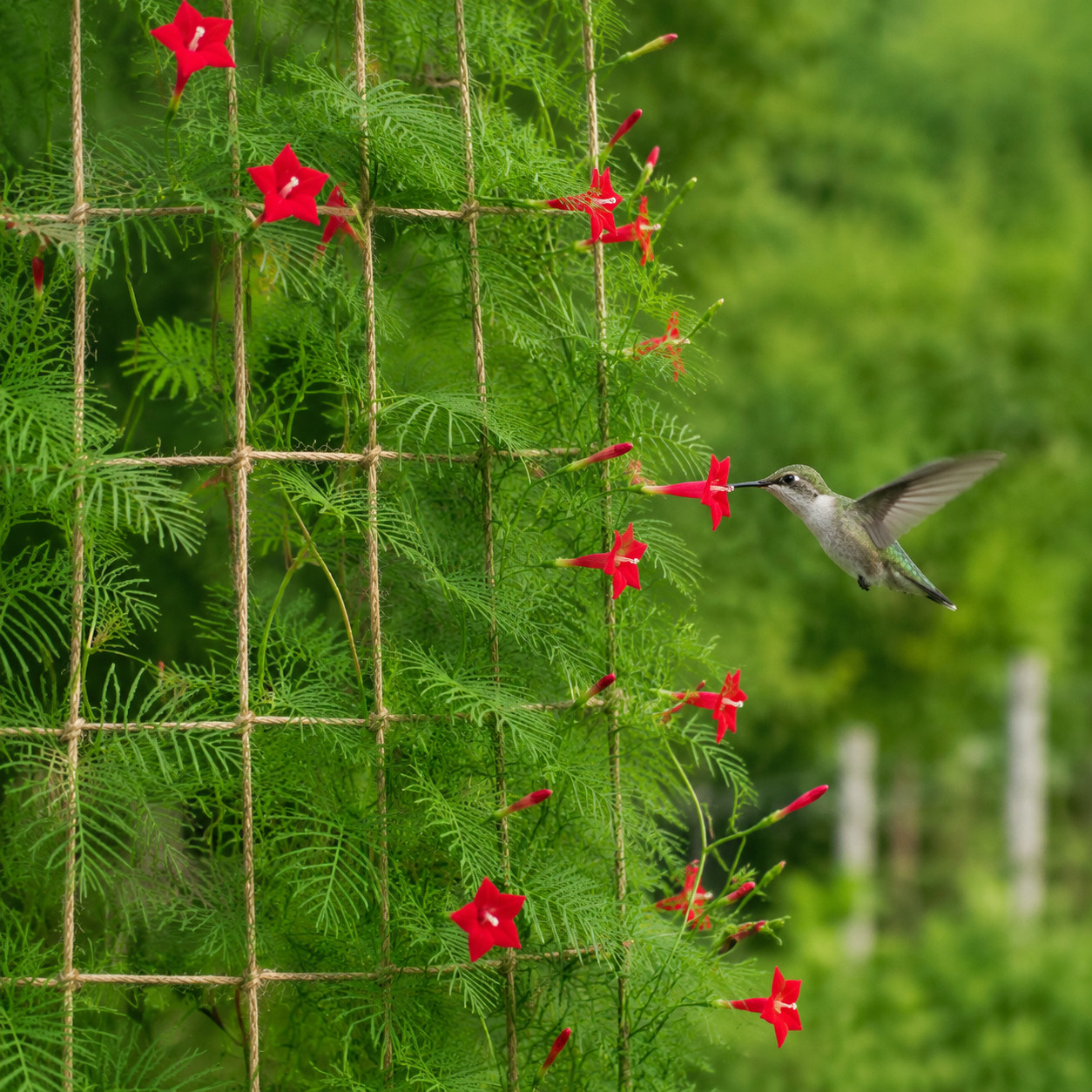 Cypress Vine / Cardinal Climber