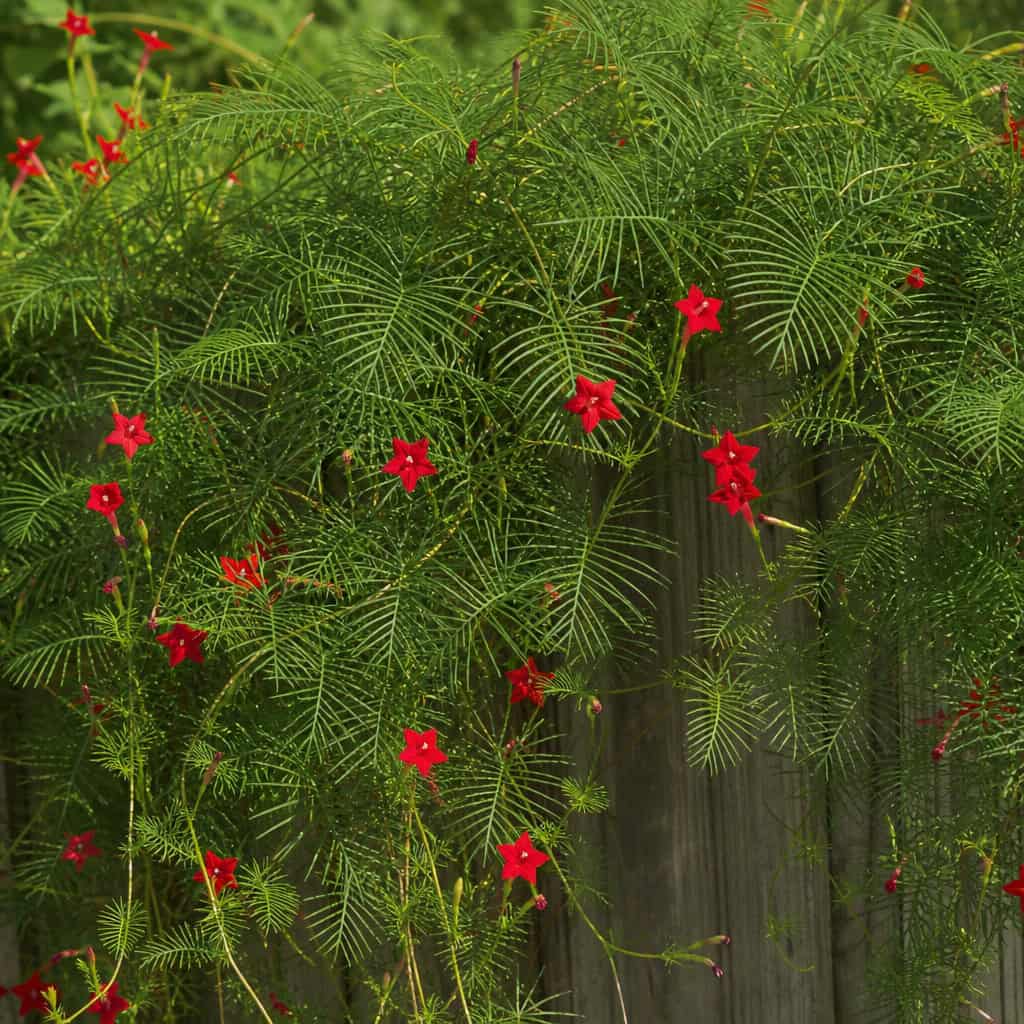 Cypress Vine