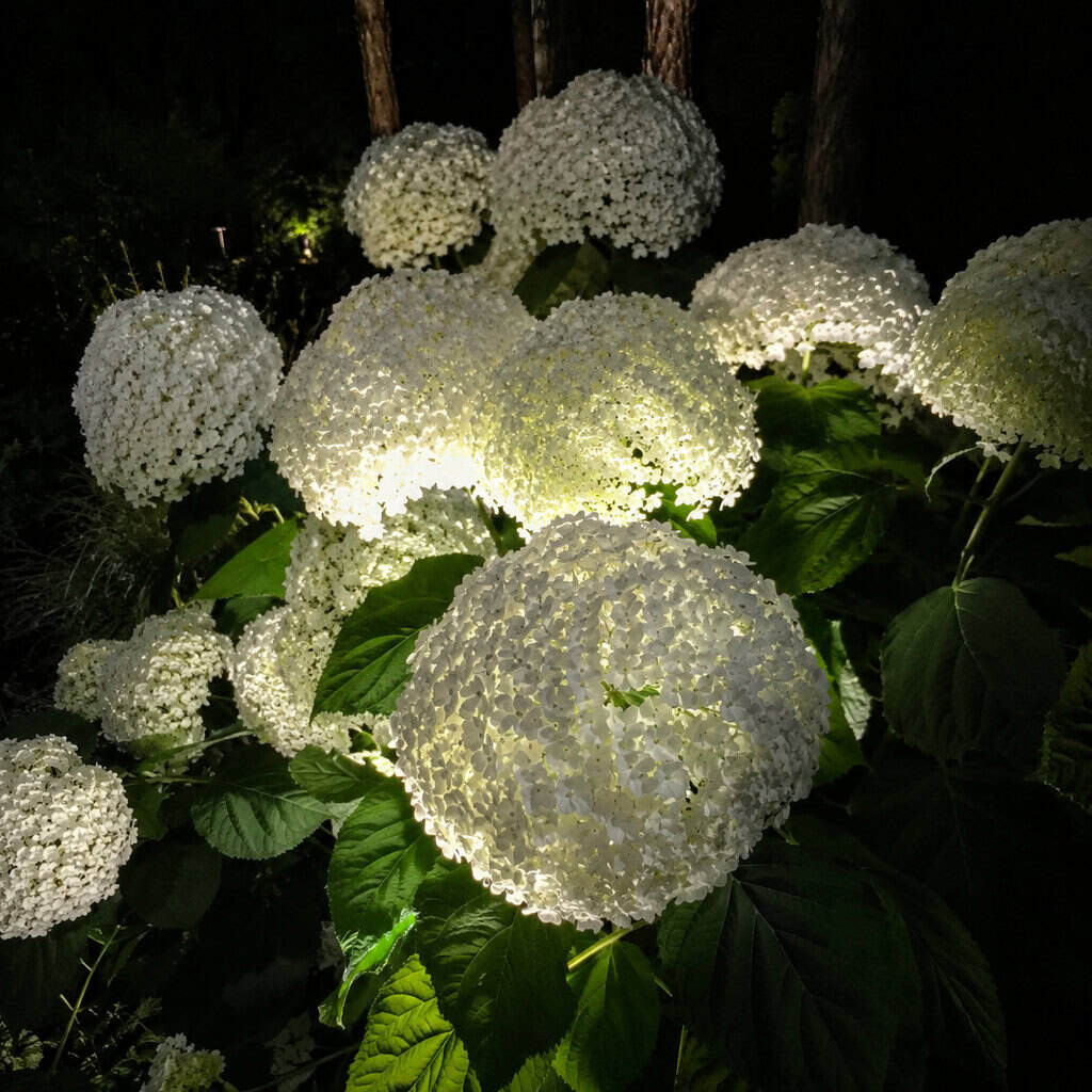 White Hydrangea ('Annabelle' & Panicle Types)