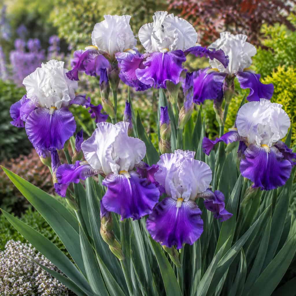Bearded Iris