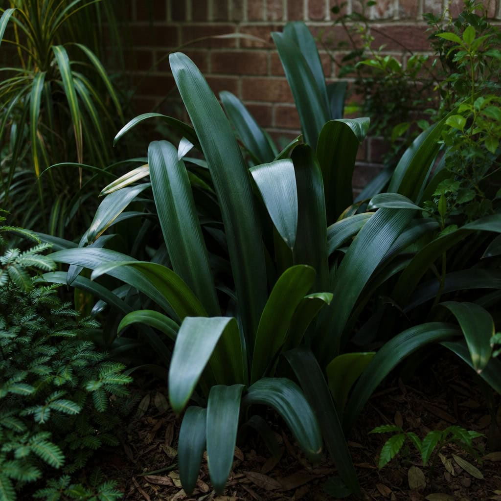 Cast Iron Plant (Aspidistra)