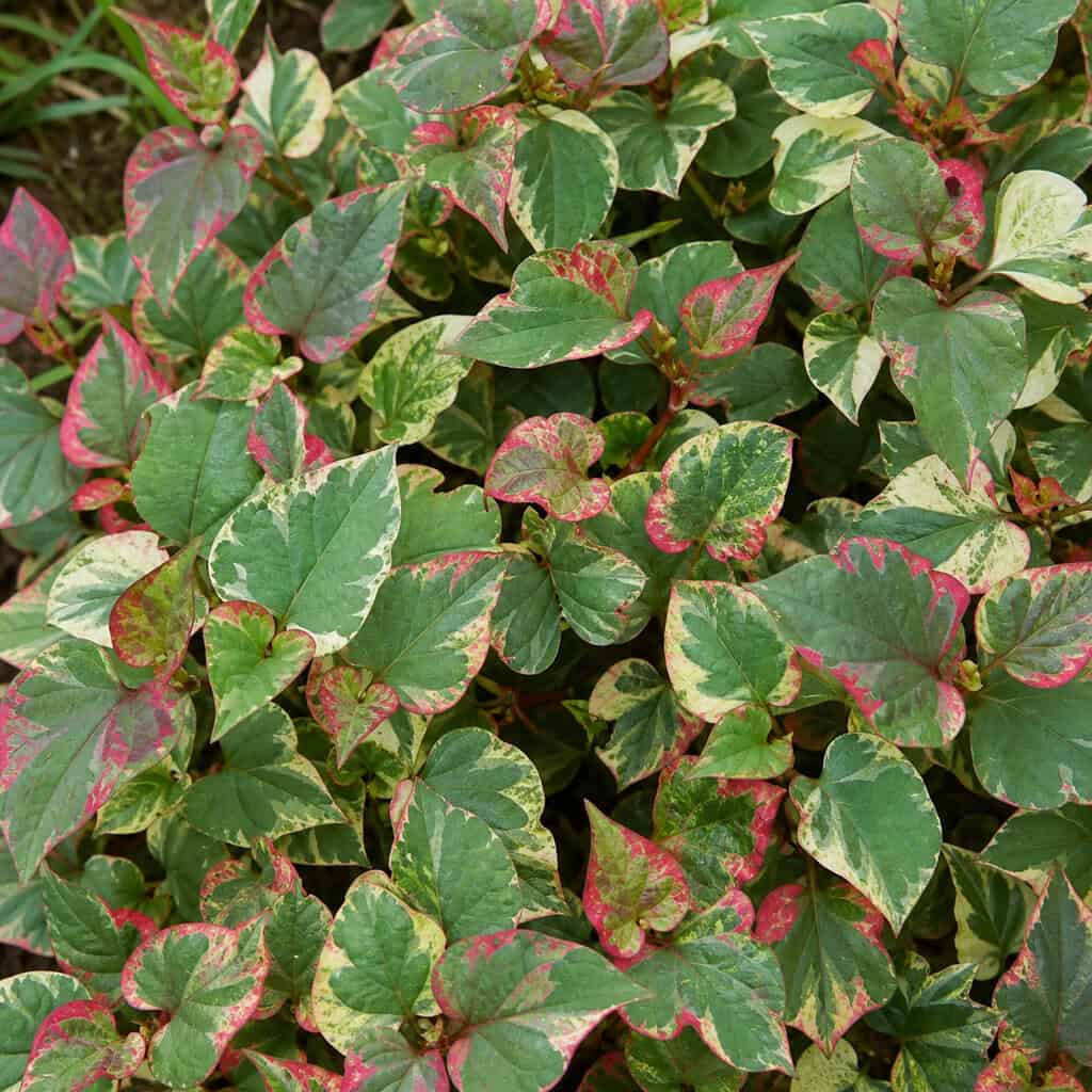 Chameleon Plant (Houttuynia cordata)
