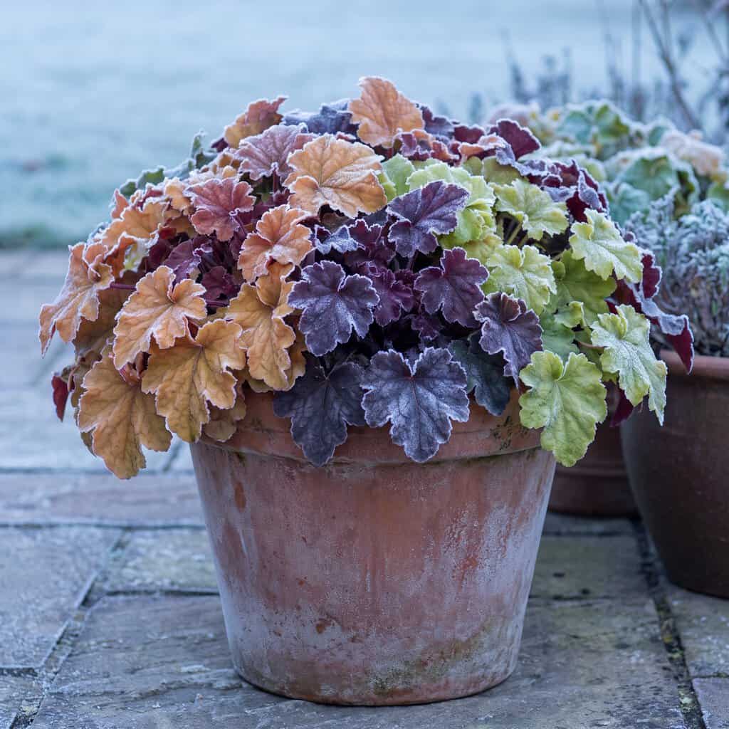 Coral Bells (Heuchera)