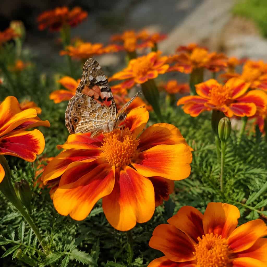 Marigold