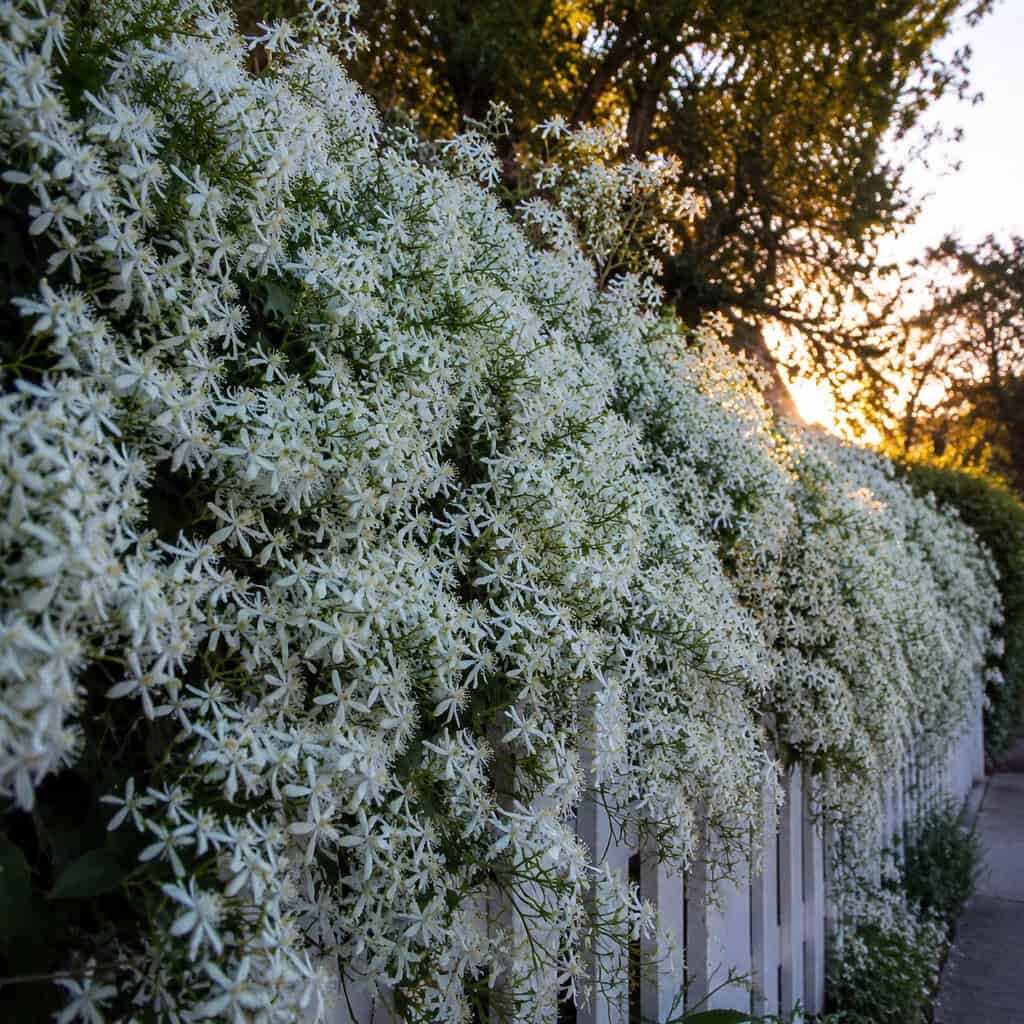 Sweet Autumn Clematis (Clematis terniflora)