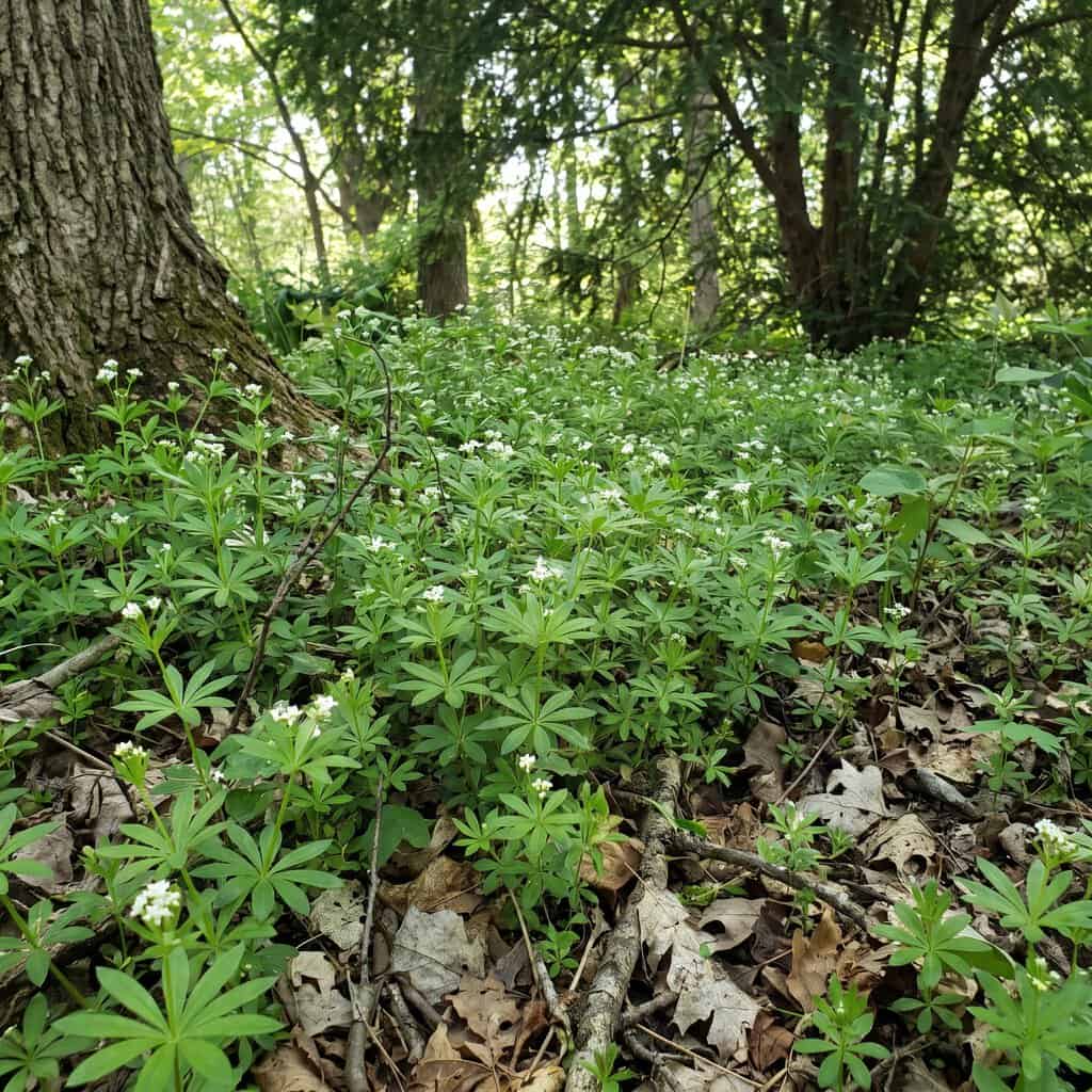 Sweet Woodruff