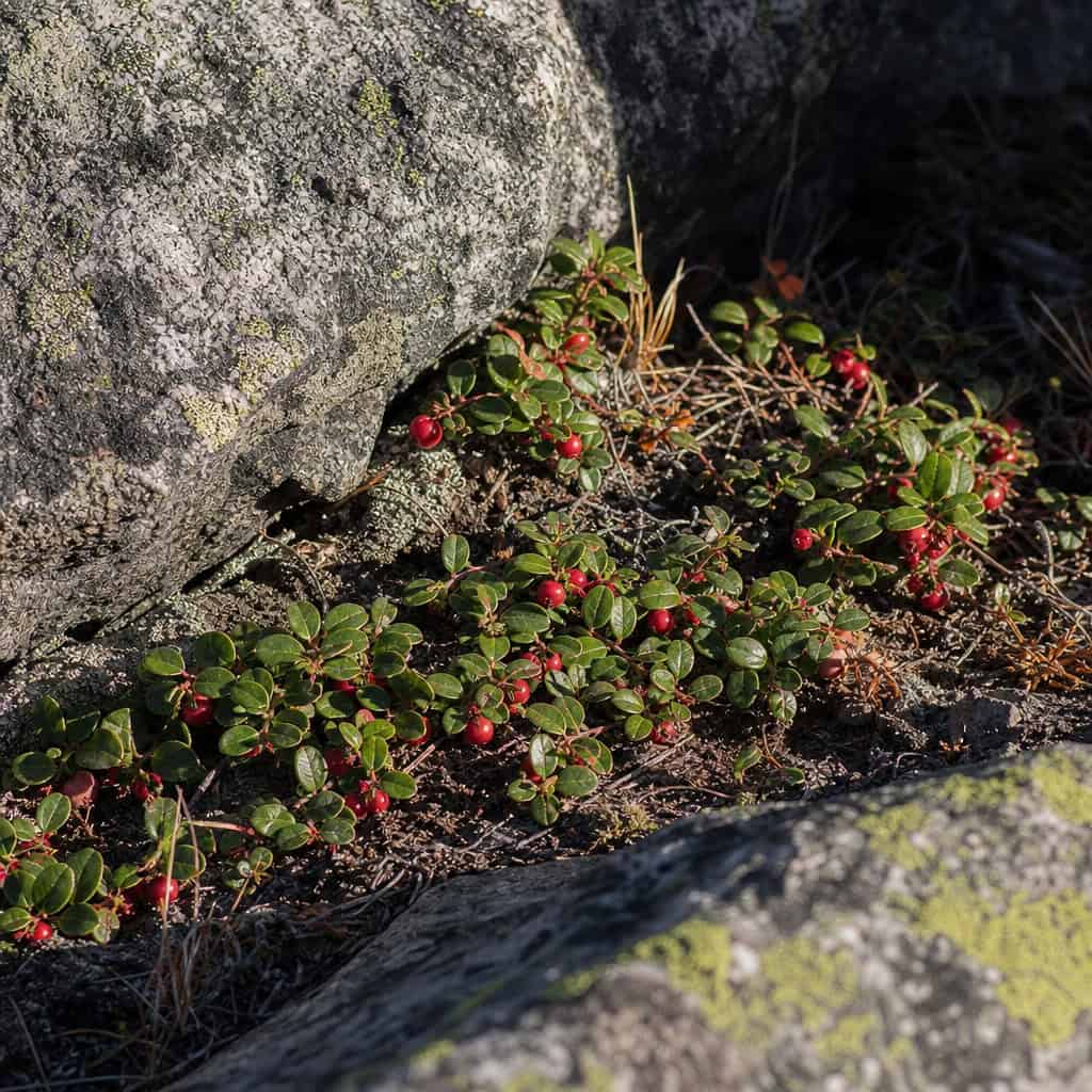 Bearberry (Arctostaphylos)