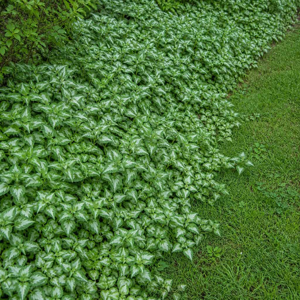Bishop's Weed / Goutweed (Aegopodium podagraria)