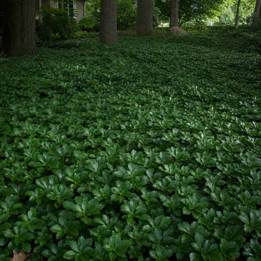 Pachysandra (Japanese Spurge)