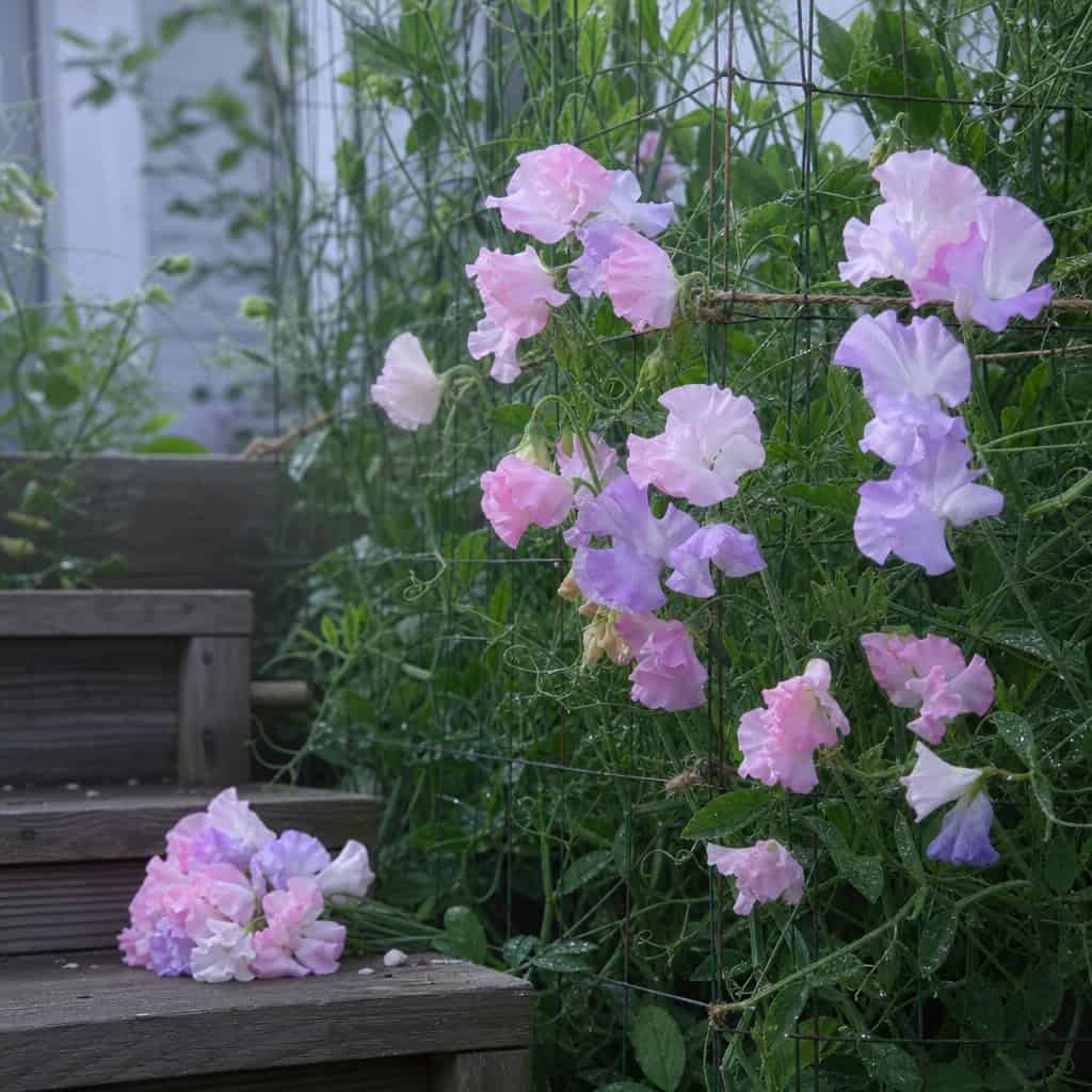 Sweet Peas