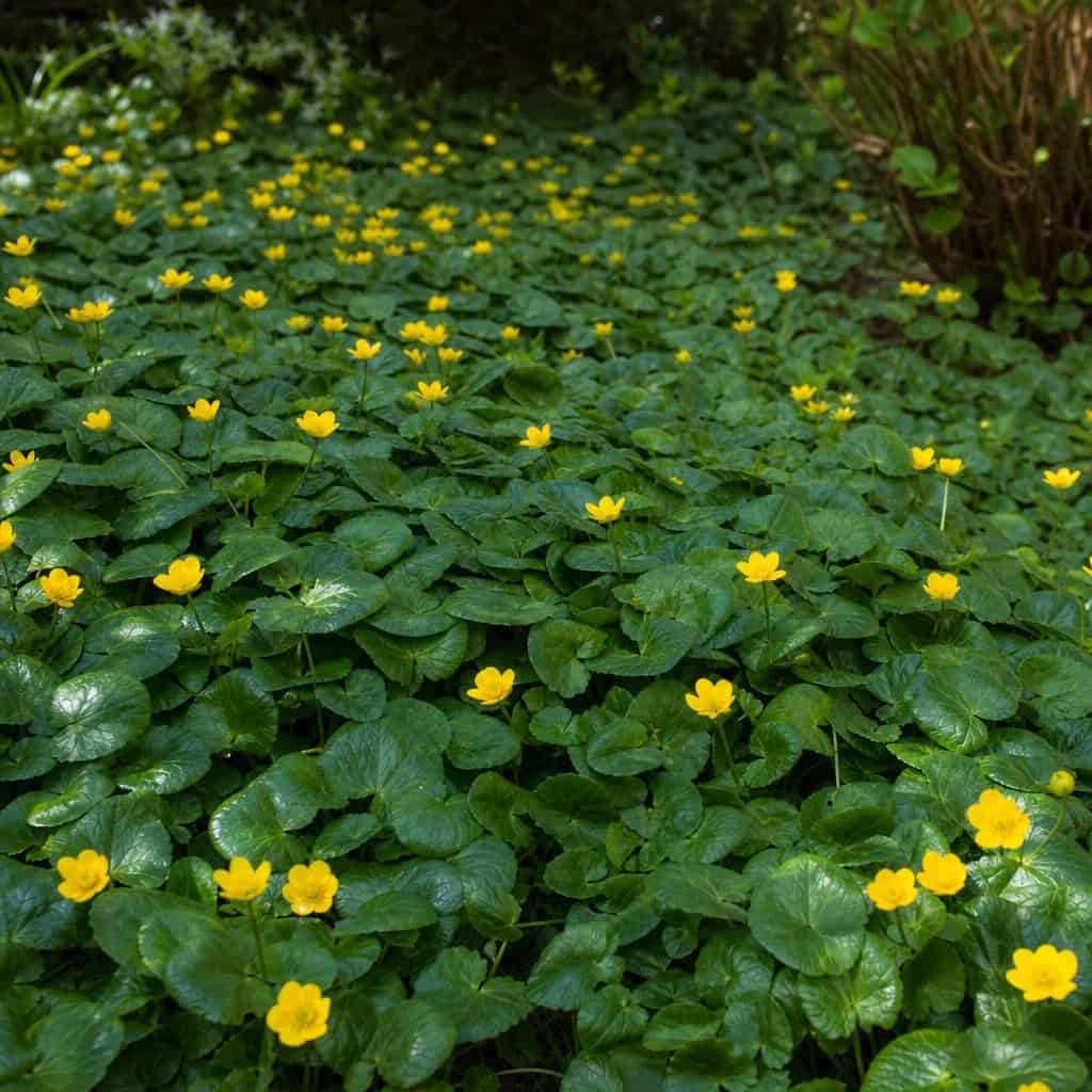 Barren Strawberry