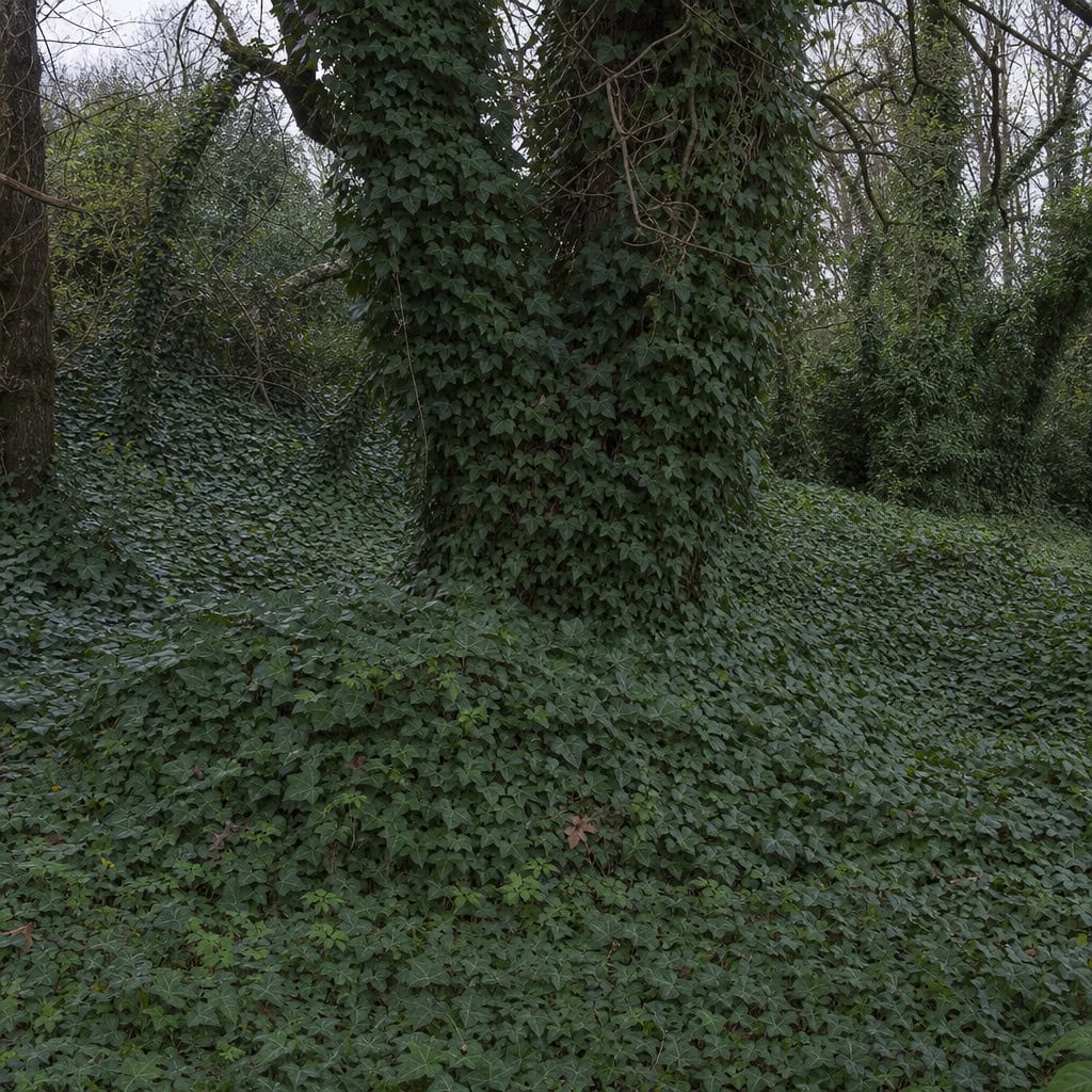 English Ivy (Hedera helix)