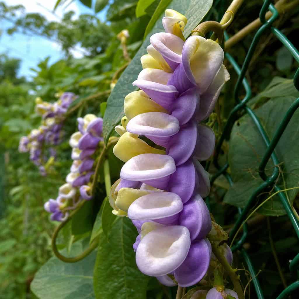 Snail Vine (Corkscrew Vine)