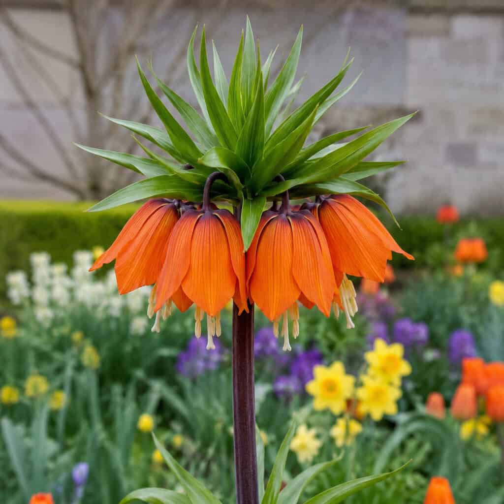 Fritillaria