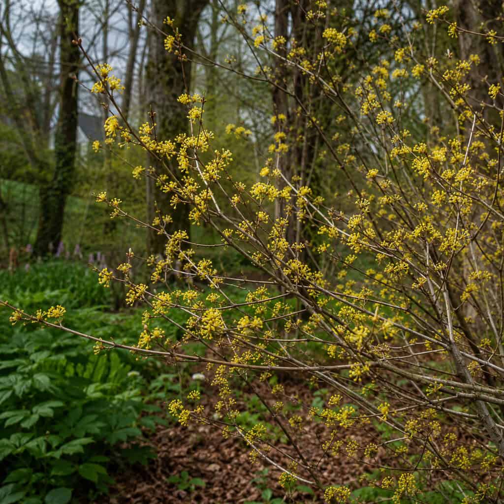 Spicebush (Lindera benzoin)