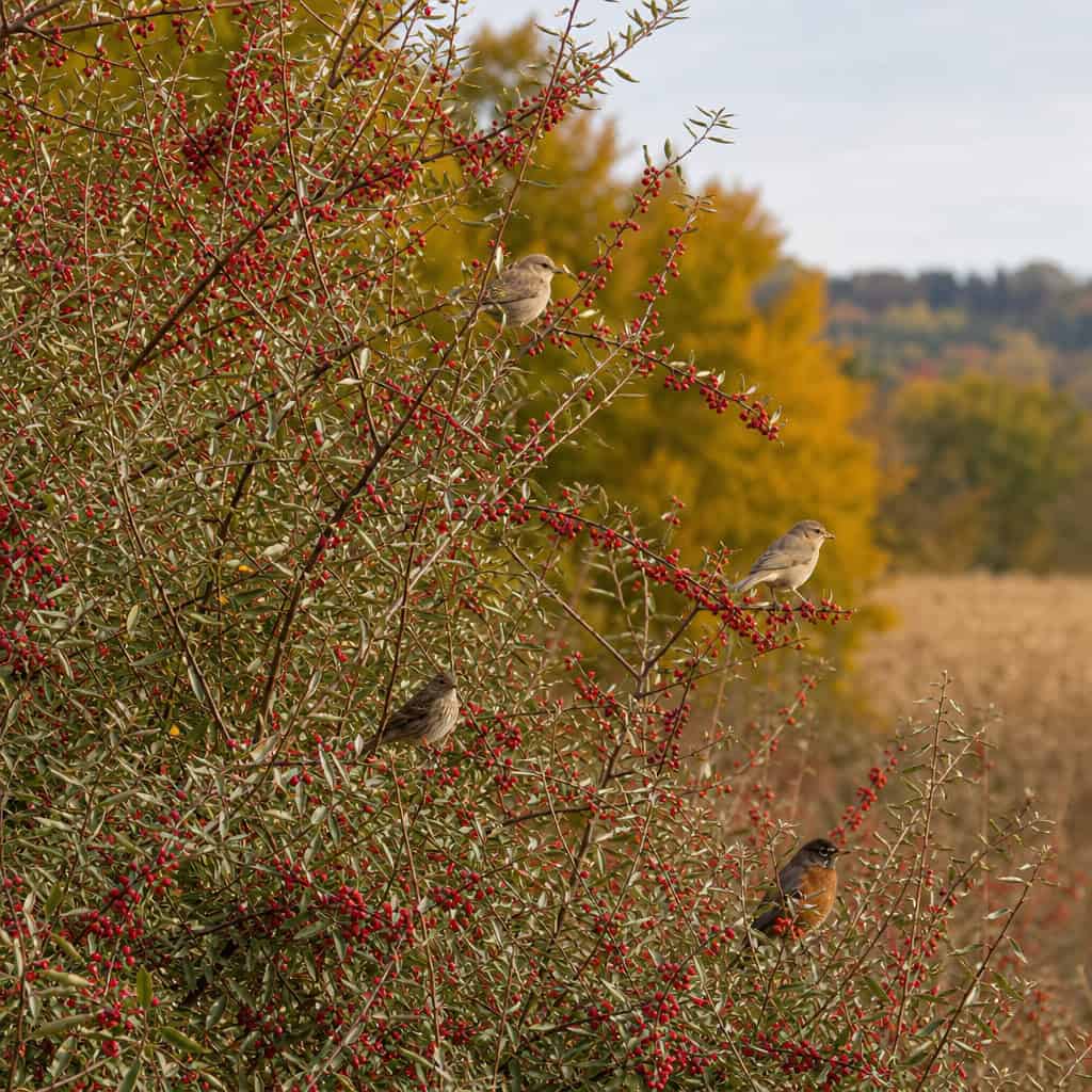 Autumn Olive (Elaeagnus umbellata)