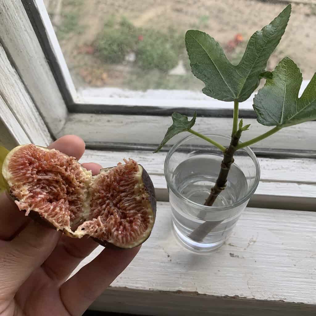 Fig Seeds