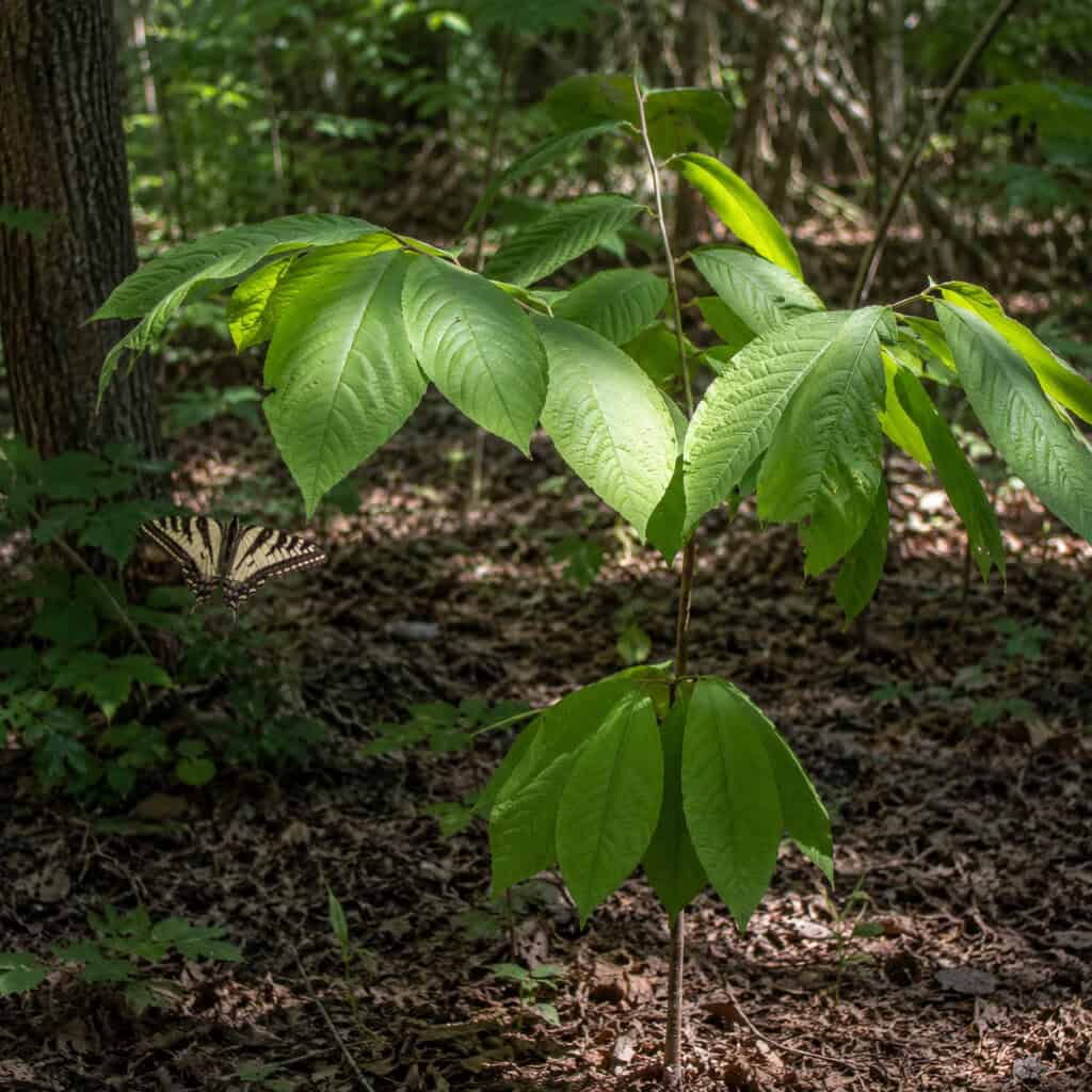 Pawpaw (Asimina triloba)