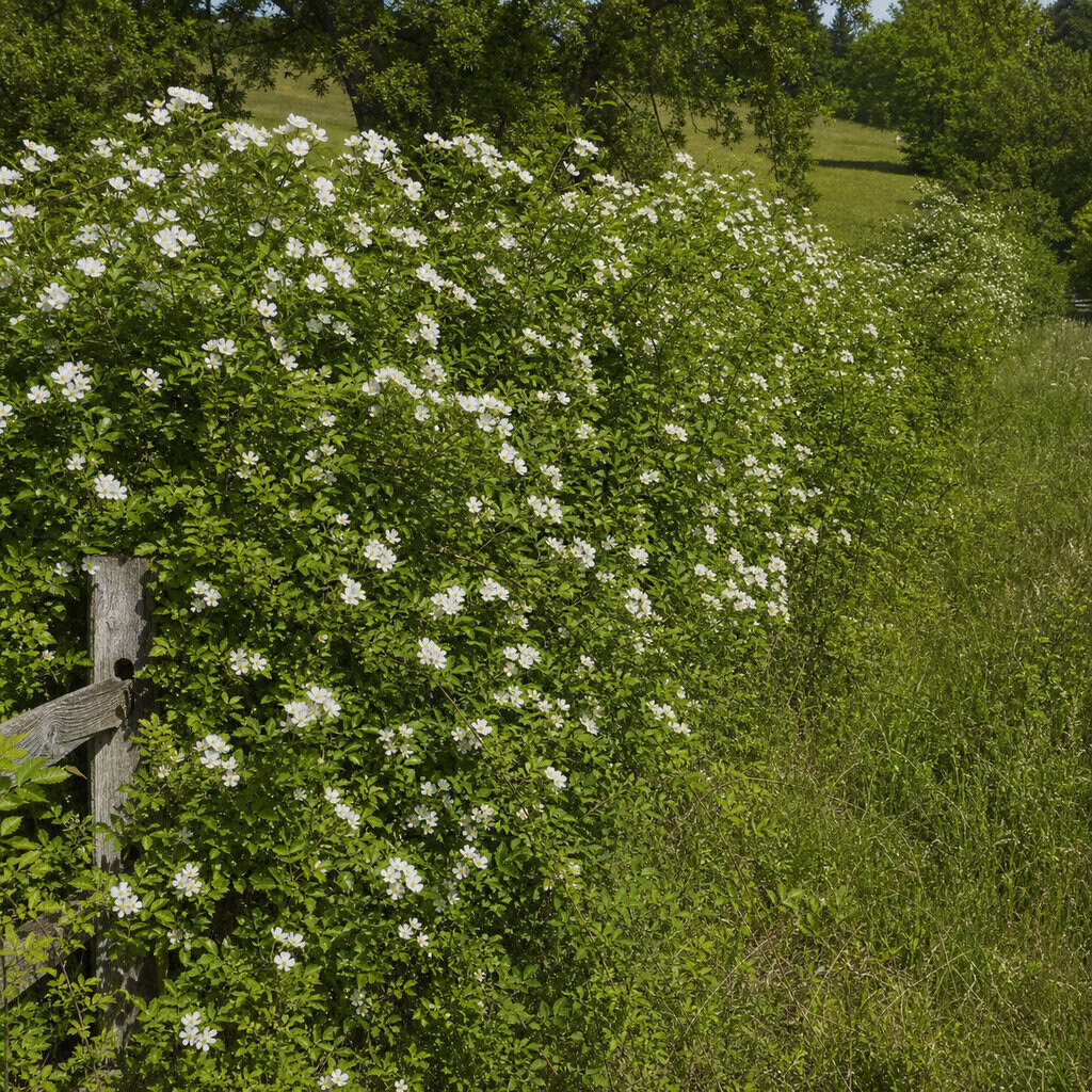 Multiflora Rose (Rosa multiflora)