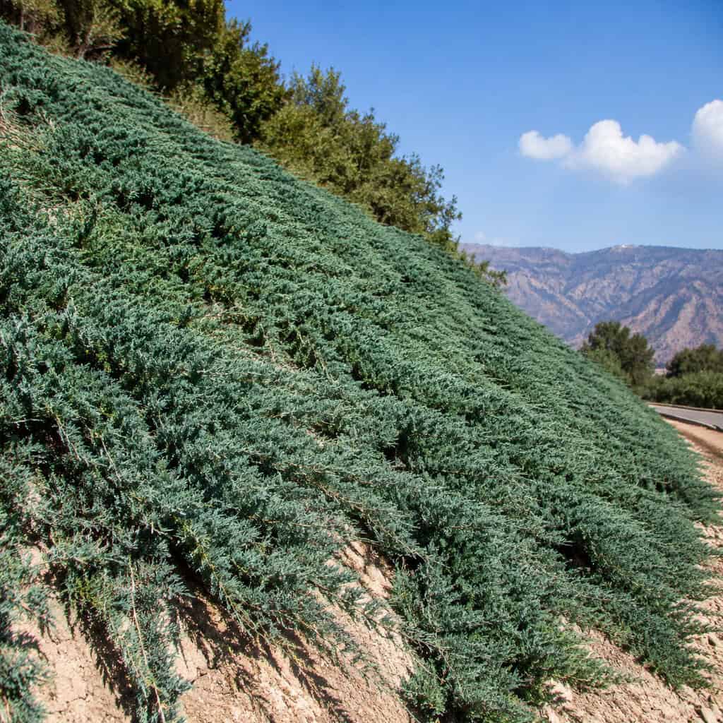 Creeping Juniper