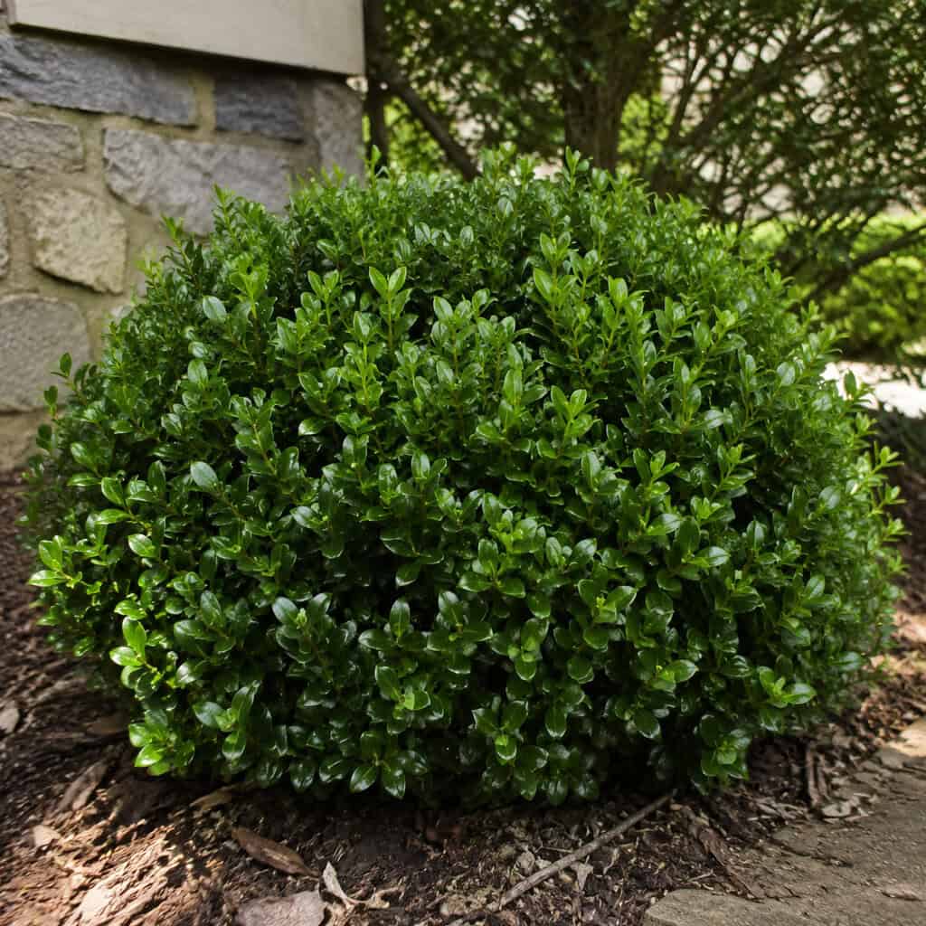 Inkberry Holly (Ilex glabra)