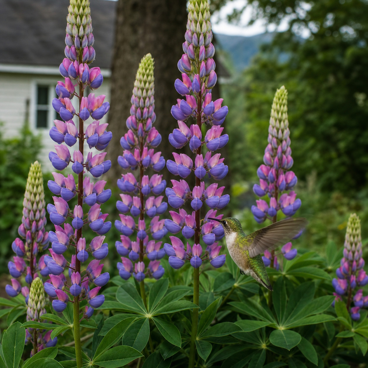 Lupine